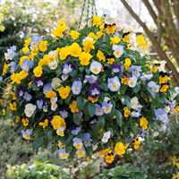 Pansy 