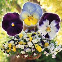 Pansy 