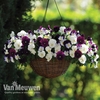 Pansy 