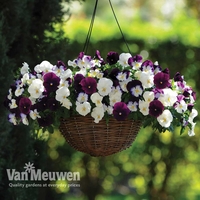 Pansy 