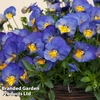 Pansy 