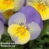 Pansy 