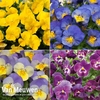 Pansy 