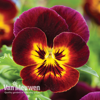 Pansy 