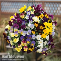 Pansy 
