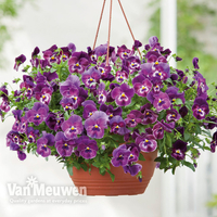 Pansy 