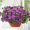 Pansy 