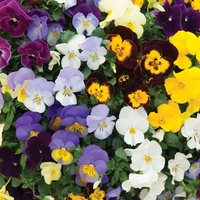 Pansy 