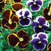 Pansy 