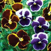 Pansy 