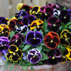 Pansy 
