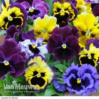 Pansy 