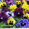 Pansy 