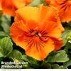 Pansy 