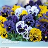 Pansy 