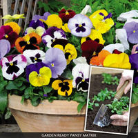 Pansy 