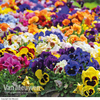 Pansy 
