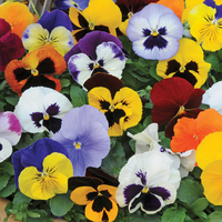 Pansy 