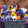 Pansy 
