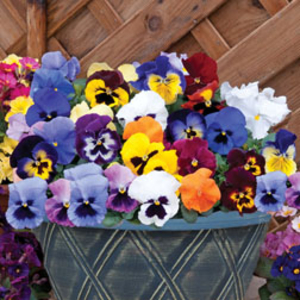 Pansy 