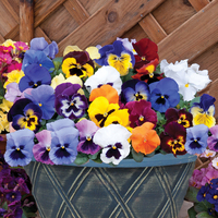 Pansy 