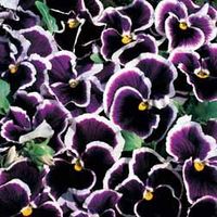 Pansy 
