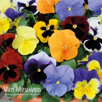 Pansy 
