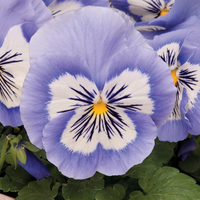 Pansy 