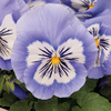 Pansy 