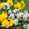 Pansy 