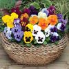 Pansy 