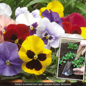 Pansy 