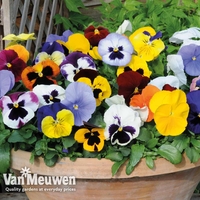 Pansy 