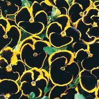 Pansy 
