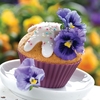 Pansy 