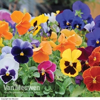 Pansy 