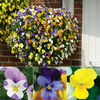 Pansy (Trailing) - 15 plug plants - 5 of each