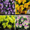 Pansy 