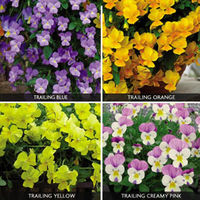 Pansy 
