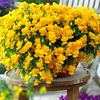 Pansy 