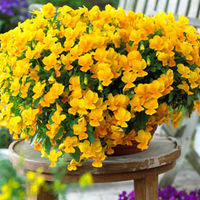 Pansy 