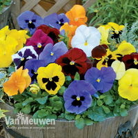 Pansy 