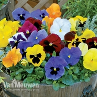 Pansy 