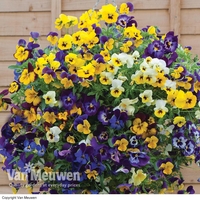 Pansy 
