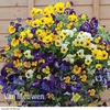 Pansy 