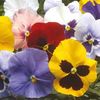 Pansy 