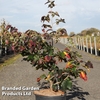 Parrotia persica 
