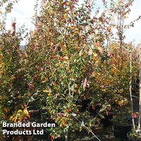 Parrotia persica 