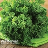 Parsley (Curled Leaf)