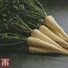 Parsley 